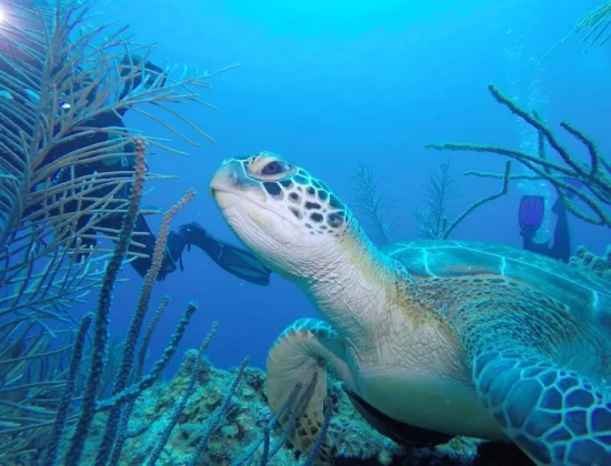 Southern Maryland Divers, LLC
