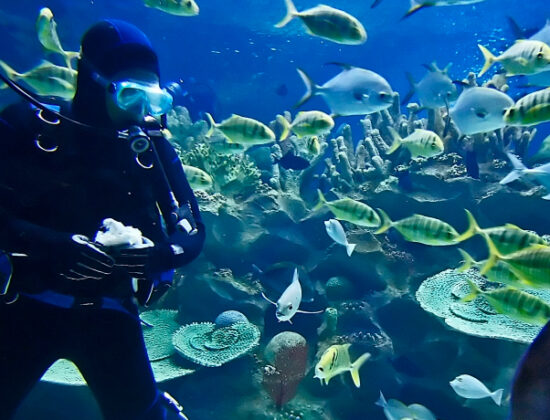 Nautilus Aquatics