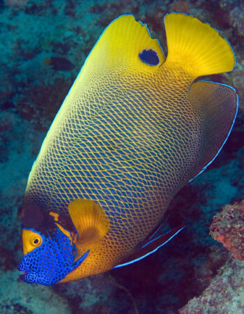 Explorer Ventures Maldives