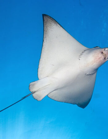 Explorer Ventures Maldives