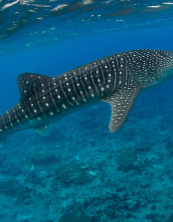 Explorer Ventures Maldives
