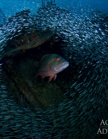 Aggressor Cayman Islands