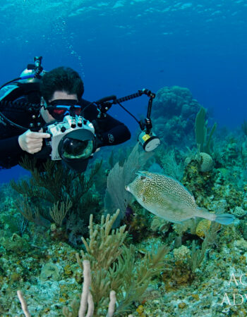Aggressor Cayman Islands