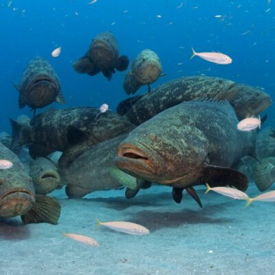 Dive Shop Kissimmee