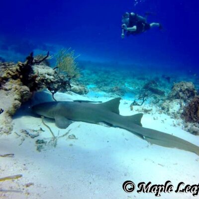 Maple Leaf Scuba