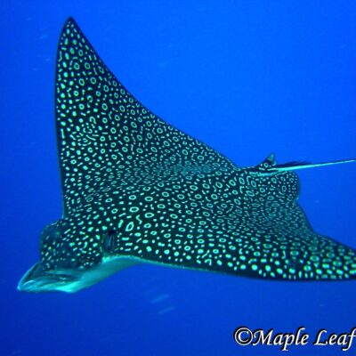 Maple Leaf Scuba